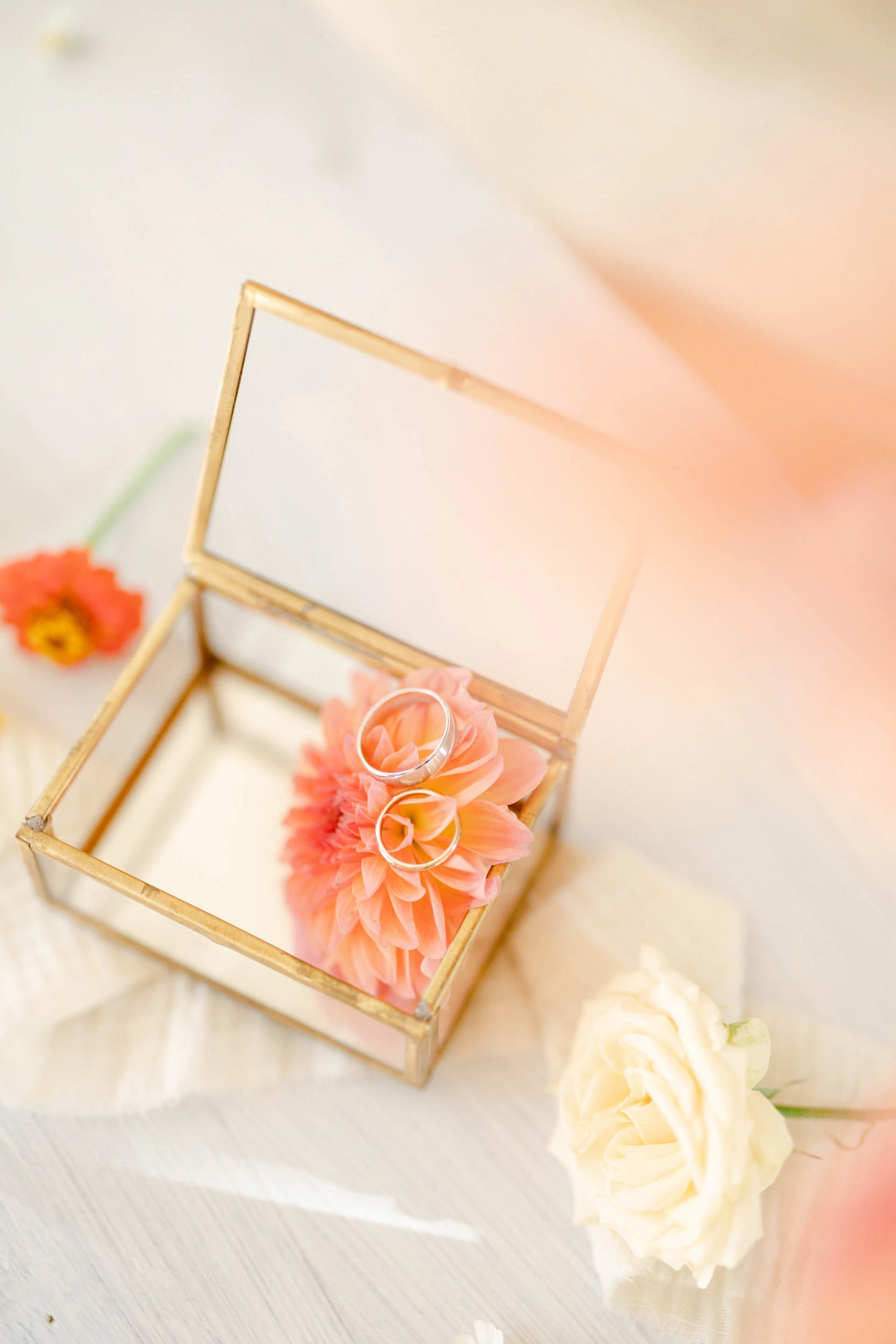 pétale fleur rose rosiers de jardin boîte